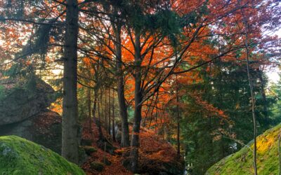 Trends  Herbst 2023
